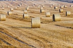 haystacks in a field of straw Product Image 1