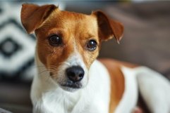 Adorable jack russell terrier portrait Product Image 1