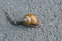 Big garden snail in shell crawling on wet road hurry home Product Image 1