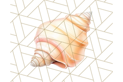 Natural Seashell Clipart PNG, Summer Nautical Beach Shell Product Image 3