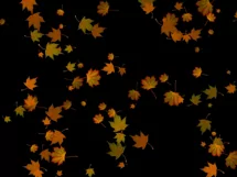 50 FALLING LEAVES TRANSPARENT PNG FILES, PHOTOSHOP OVERLAYS Product Image 8