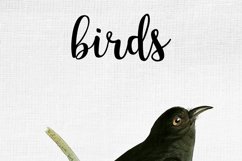 Bird Clipart Vintage Product Image 8