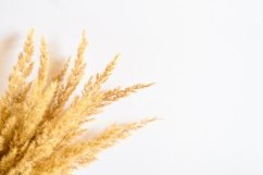 pampas grass bunch of yellow dry ears poaceae isolated white Product Image 1