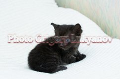 Stock Photo - Little kittens at home on a plaid. Product Image 1