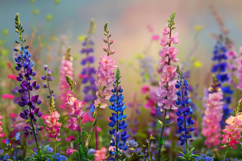 Large Leaved Lupine Flower Background Wallpaper Product Image 1