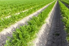 furrows in which carrots Product Image 1