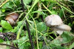 Big garden snail in shell crawling on wet road hurry home Product Image 25