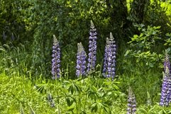 blue lupine Product Image 1