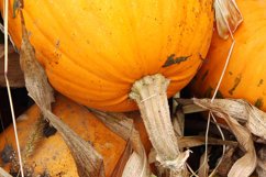 Autumn outdoor pumpkin at kitchen garden. Harvest, Halloween Product Image 2