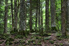 Trees in deep forest Product Image 1