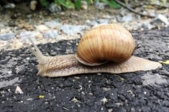 Big garden snail in shell crawling on wet road hurry home Product Image 22
