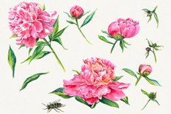 Peony clipart, Peonies flower clipart, floral elements Product Image 2