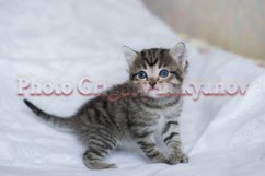 Stock Photo - Little kittens at home on a plaid. Product Image 1