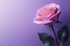 Pink Rose with Purple Background Wallpaper Product Image 1