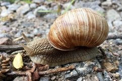 Big garden snail in shell crawling on wet road hurry home Product Image 13