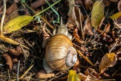 Big garden snail in shell crawling on wet road hurry home Product Image 15