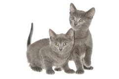 Stock Photo - Two small kitten playing isolated Product Image 1