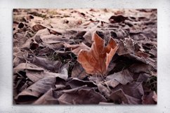 Nature photo, flora photo, leaf photo, winter photo Product Image 2