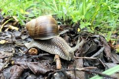 Big garden snail in shell crawling on wet road hurry home Product Image 21