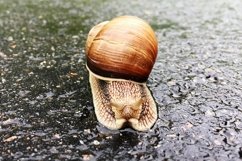 Big garden snail in shell crawling on wet road hurry home Product Image 2