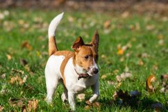 Jack Russell Terrier Product Image 1