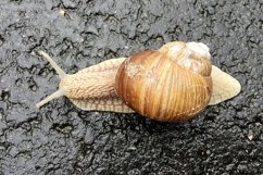 Big garden snail in shell crawling on wet road hurry home Product Image 23