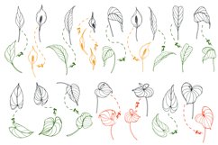 Antarium Flowers and Leaves Brushes for Adobe Illustrator Product Image 2