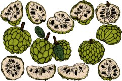 Hand drawn sugar apple, cherimoya Product Image 5