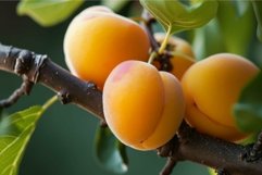 Textured Apricot closeup photo. Generate Ai Product Image 1