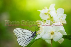 Stock Photo - Bright flower close-up on a summer day Product Image 1