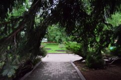 Christmas trees outdoors in the garden Product Image 1