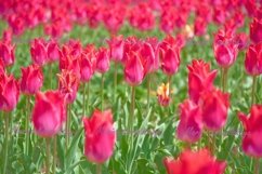 Pink tulip, spring nature Product Image 1