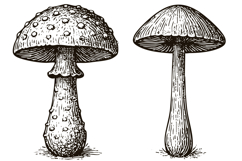 Vintage Mushroom Illustrations Product Image 3