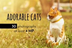 Adorable Cats 30 Stock Photos Bundle Product Image 1