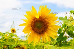 A series of 5 photos Sunflowers Product Image 3