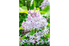 Spring branch blossoming lilac Product Image 1