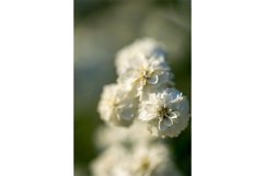 Stock Photo - Bright flower close-up on a summer day Product Image 1