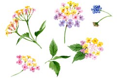 Pink lantana watercolor png Product Image 1
