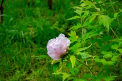 blooming flowers in the garden Product Image 1
