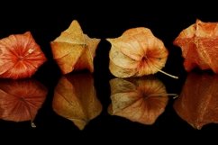 200 AUTUMN DIGITAL PHOTOSHOP OVERLAYS, BACKDROPS BACKGROUNDS Product Image 11