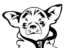 Chihuahua dog/Dog Svg/Png/Jpg/Ai/Vector purebred breed Product Image 4