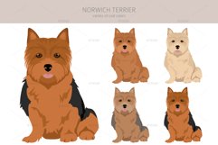 Norwich Terrier clipart Product Image 3