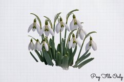 Snowdrops Clipart Bundle PNG Product Image 5