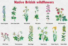 Native British wildflower watercolor Product Image 5