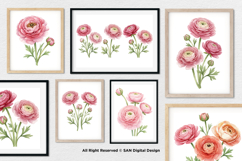 15 Bundle Watercolor Ranunculus Flower Blossom Botanical Product Image 4