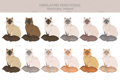 Himalayan Persian. Traditional type Product Image 3