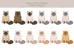 Himalayan Persian. Extreme type Product Image 3