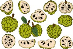 Hand drawn sugar apple, cherimoya Product Image 3