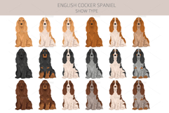 English Cocker Spaniel show-type Product Image 3