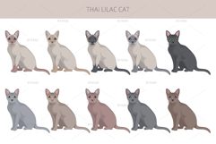 Thai Lilac cat Product Image 3